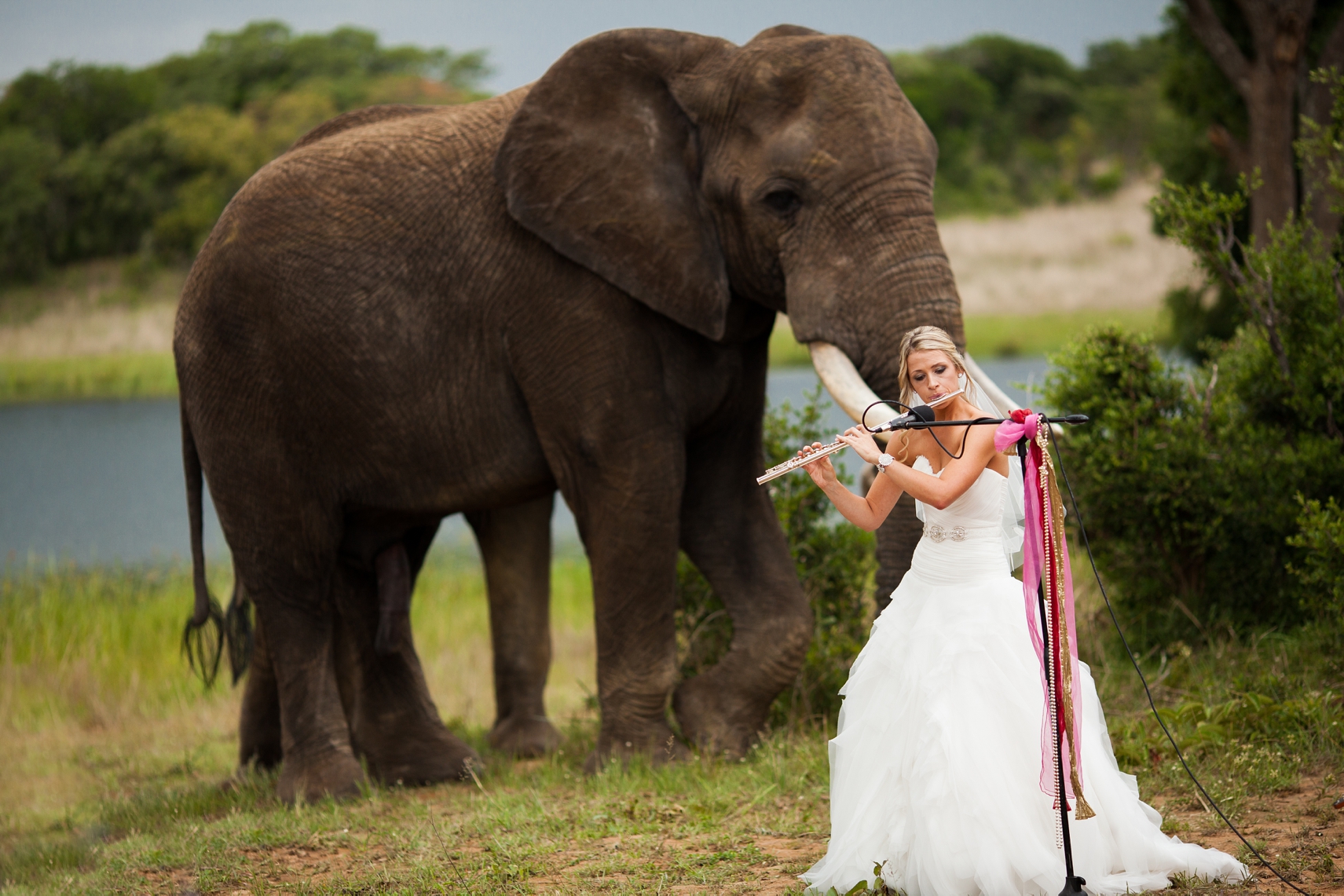 Zimbabwe Destination Wedding Elephants Included 1906