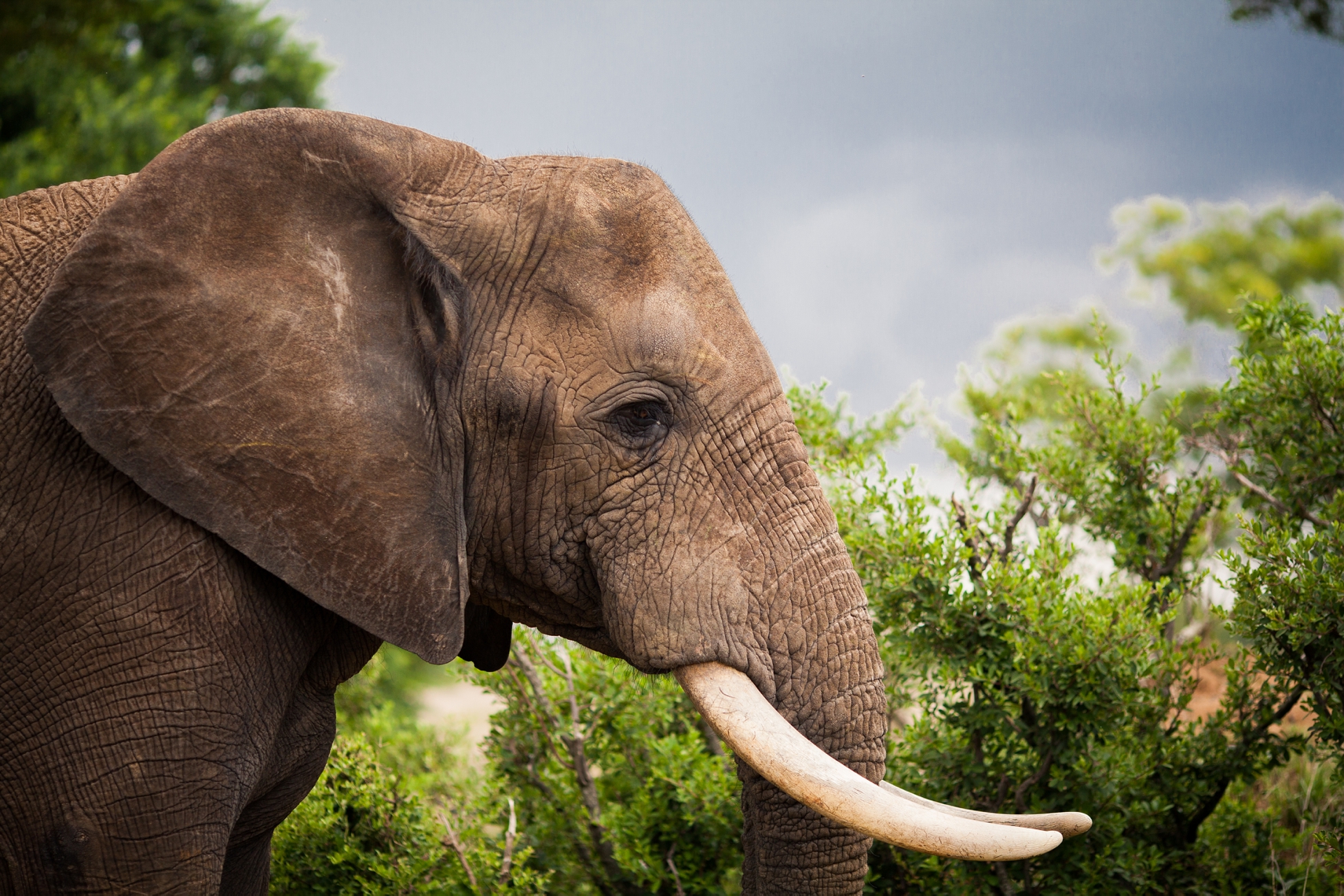 Zimbabwe Destination Wedding, Elephants included