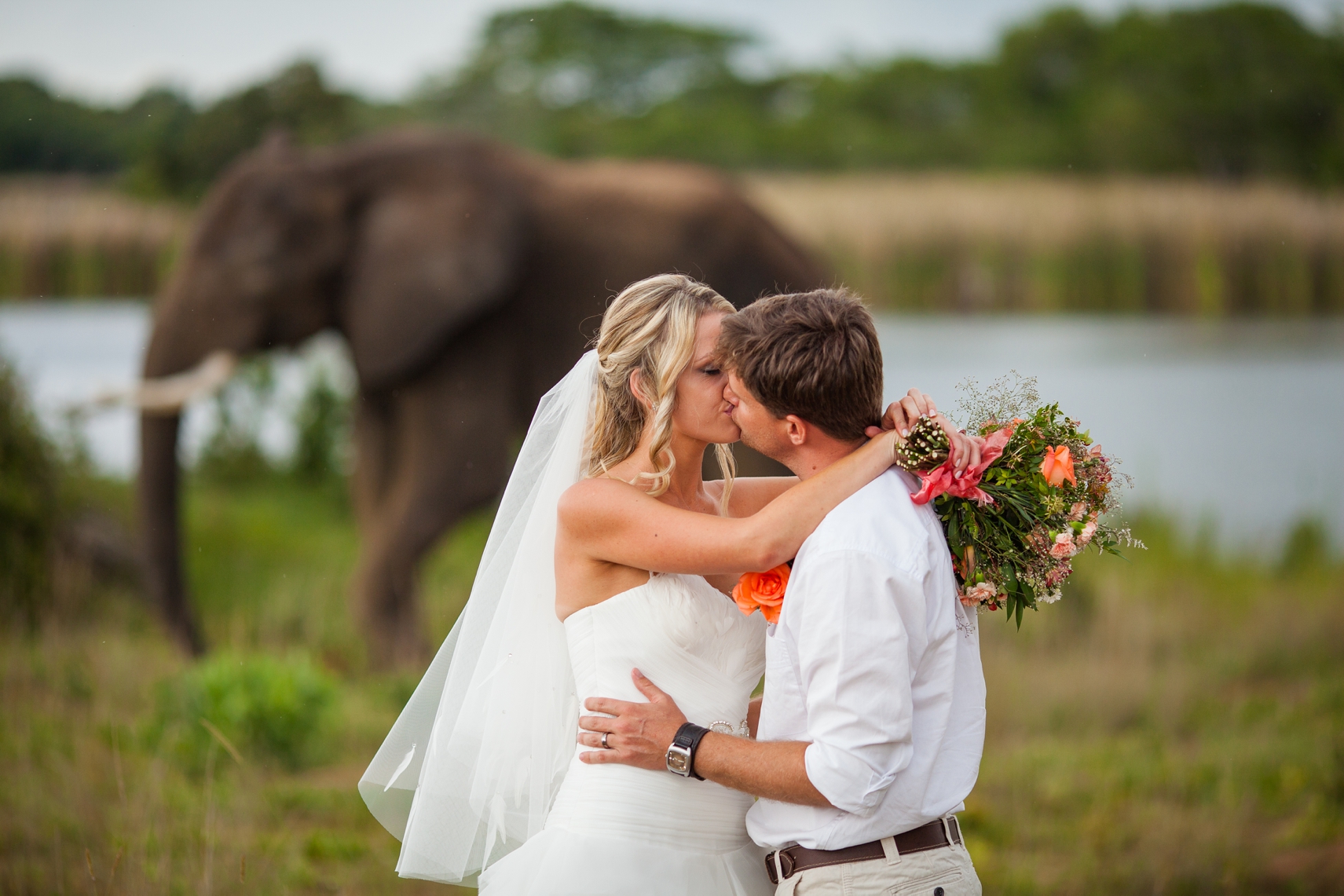 Zimbabwe Destination Wedding, Elephants included