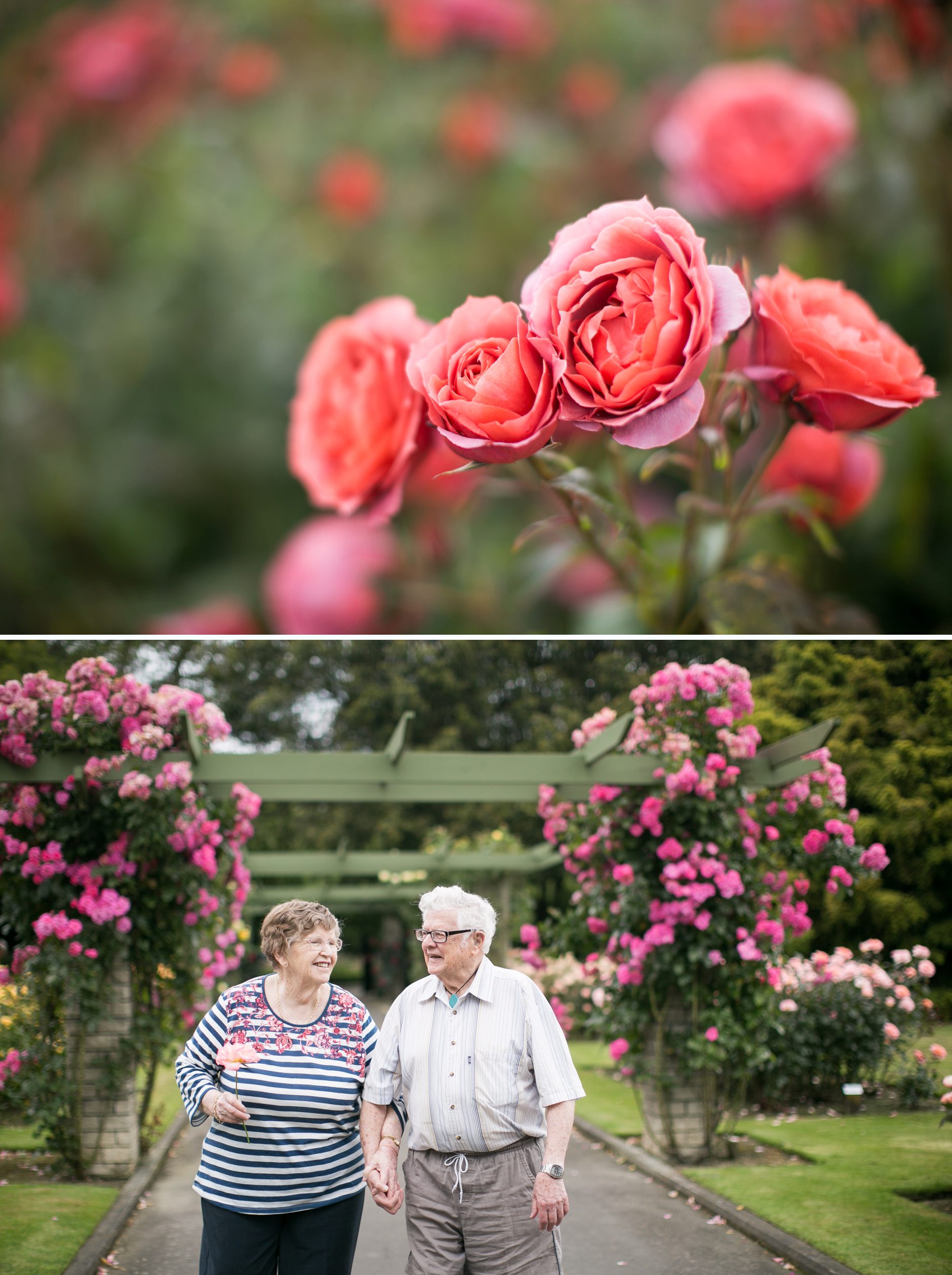 Romantic Rose Garden Grandparent pictures, Palmerston North Esplanade Pictures, Amy Caroline Photogrpahy_0013