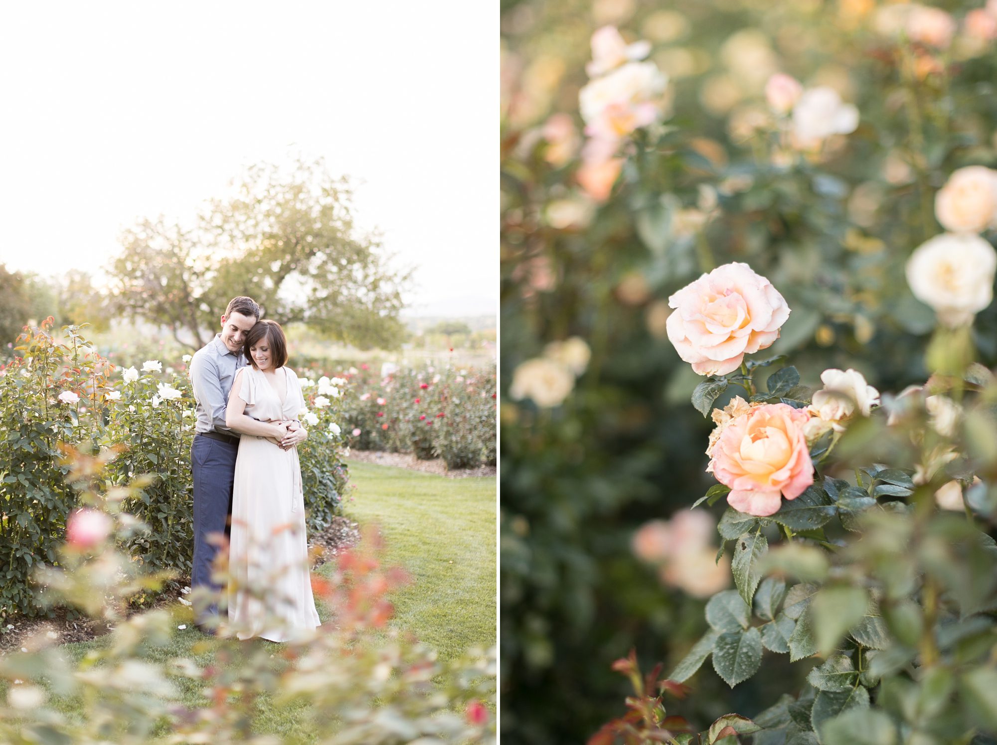 Elegant Rose Garden Engagement Pictures, Classic Denver Wedding Photographer, Amy Caroline Photography