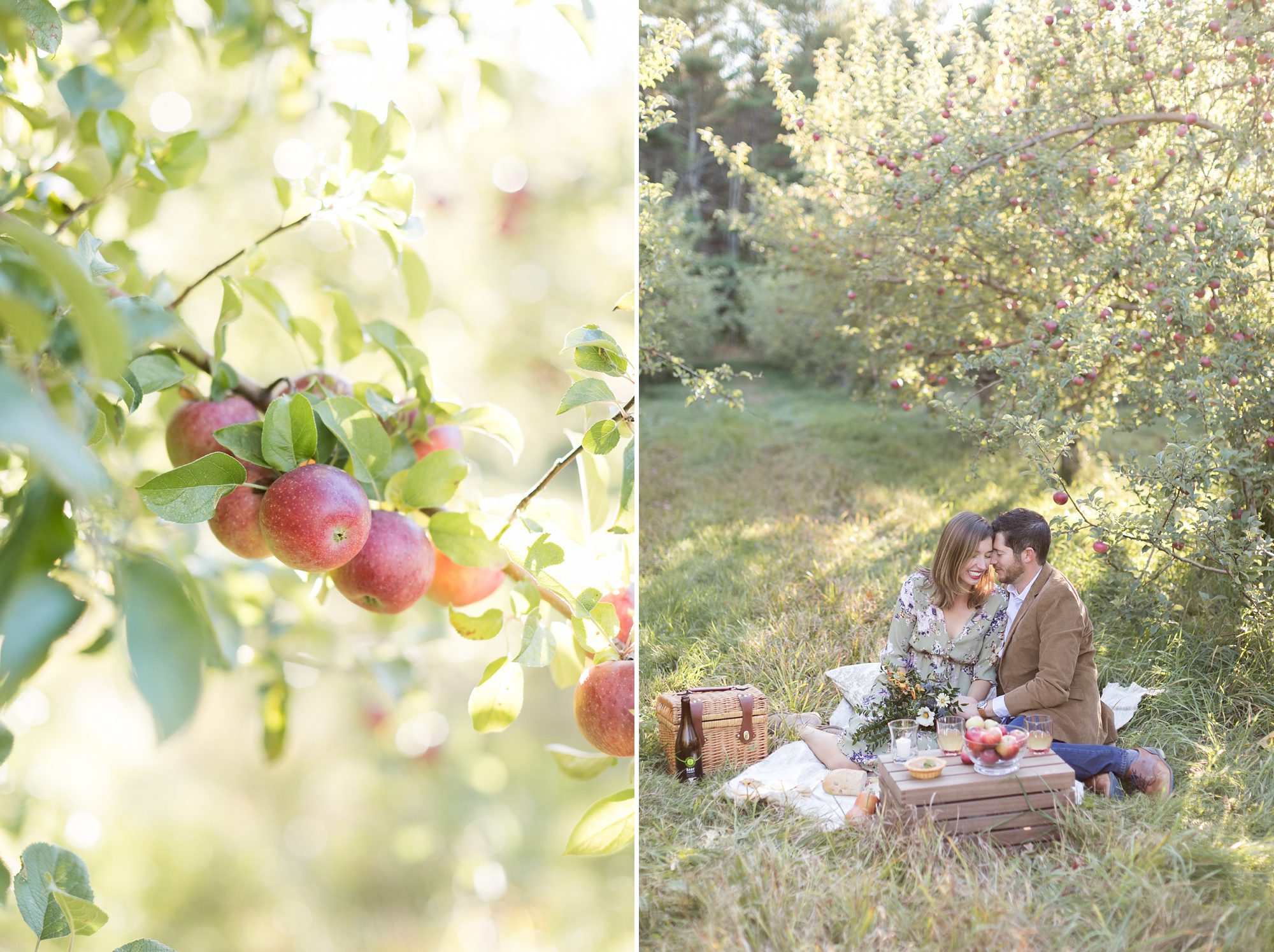 Fall Apple Picking Picnic Engagement Pictures in Portland Maine, Maine Wedding Photographers, Amy Caroline Photography