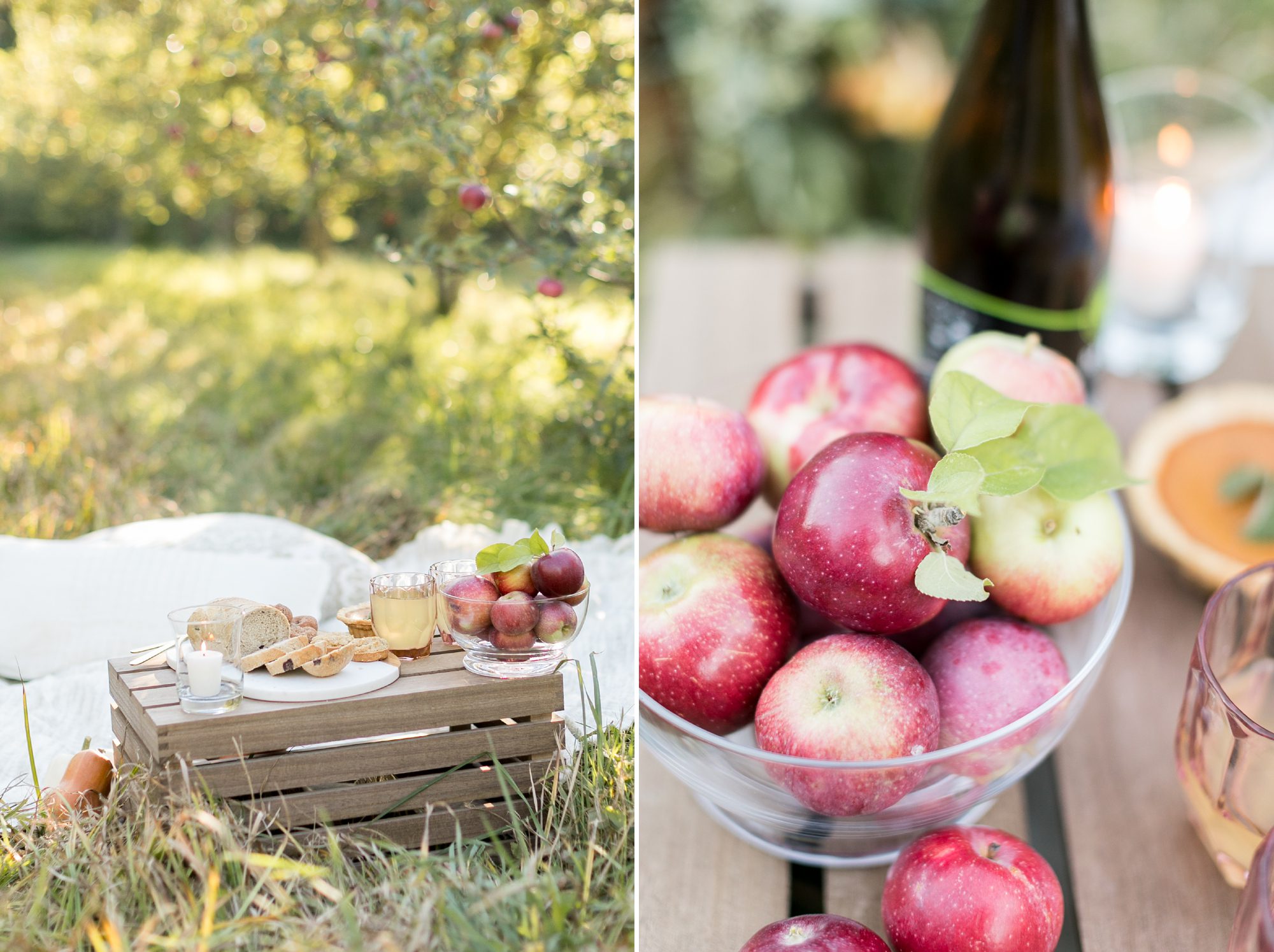 Fall Apple Picking Picnic, Portland Maine, Amy Caroline Photography